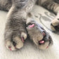 ⏳Beperkte Tijd 50% Korting💥Nageldoppen voor Honden en Katten met Lijm