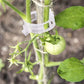 🔥Laatste Dag 50% UIT🔥Beveiligde plastic plantenklem
