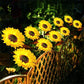 ⏳Tijdelijke aanbieding⏰Zonnebloem Solar Tuinpaal Led-verlichting🌻