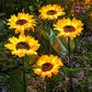 ⏳Tijdelijke aanbieding⏰Zonnebloem Solar Tuinpaal Led-verlichting🌻