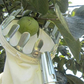 🍎FLASH SALE! Fruitplukker met Opvangmand – Verzinkt IJzeren Plukkop, Stoffen Zak – Met of Zonder Telescopische Steel (1,6–4,0m) – Pluk vanaf de Grond! ✨