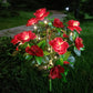 Simulatie Azalea Bloem Grondsteek Zonneverlichting