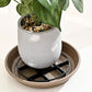 🌱 50% korting! Bloempot verhogers – voorkomt wortelrot, verbetert drainage en is geschikt voor alle potten.
