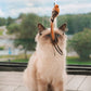 🐱🐦 Interactieve Kattenspeelset met Vogelsimulatie – Stimuleert Spelen & Jachtinstinct | Leuk voor Alleen & Samen Spelen