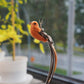 🐱🐦 Interactieve Kattenspeelset met Vogelsimulatie – Stimuleert Spelen & Jachtinstinct | Leuk voor Alleen & Samen Spelen